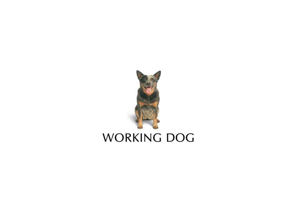 workingdog